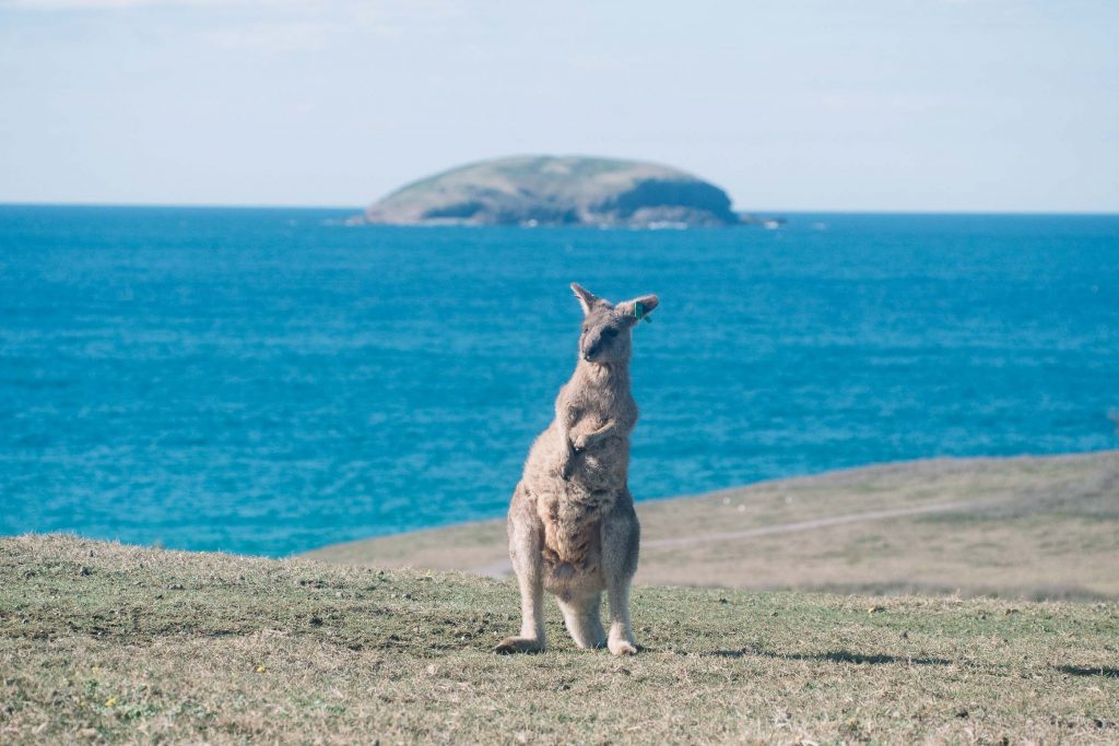 Photograph of an Eastern Grey Kangaroo with the ocean and an island in the background